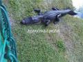 Alligator02