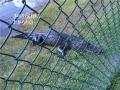 Alligator01