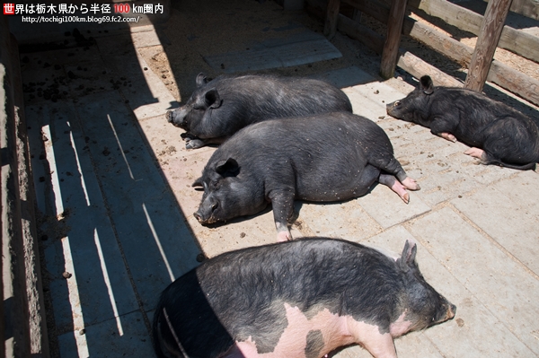 ホウライの那須 千本松牧場