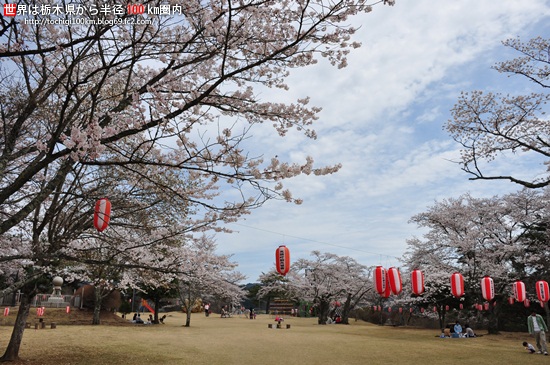 馬頭公園の桜