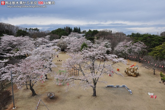馬頭公園の桜