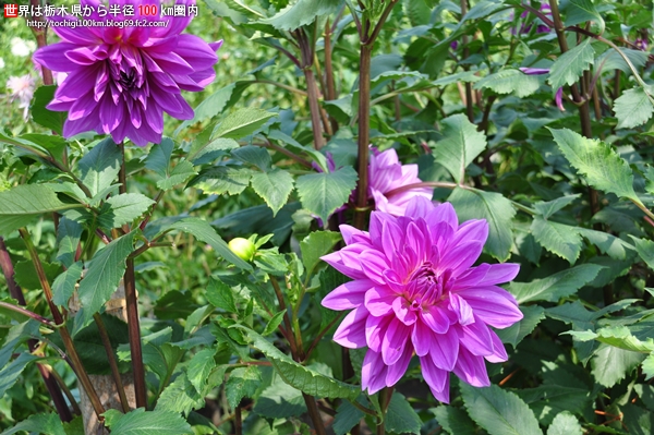大野ダリア園