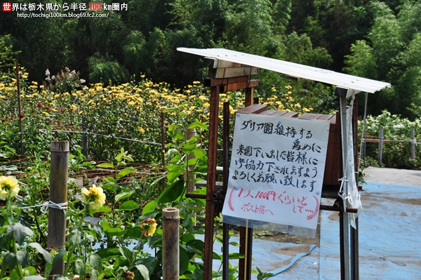 大野ダリア園
