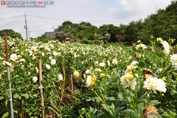 大野ダリア園