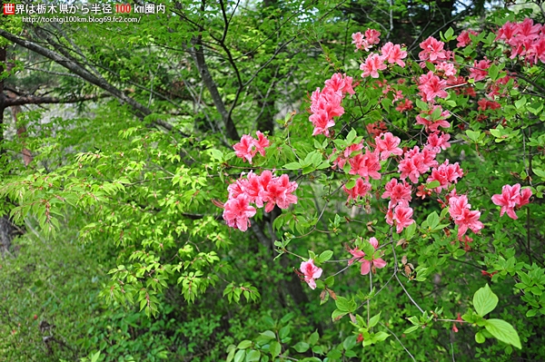 花立峠憩の森公園
