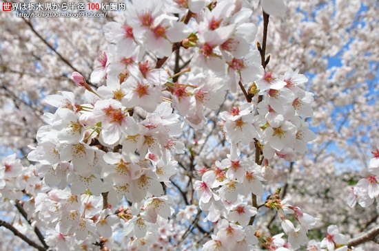 記念樹の森