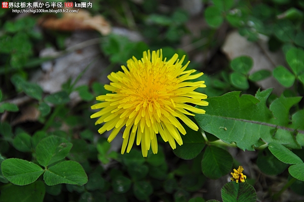 上の原緑地公園