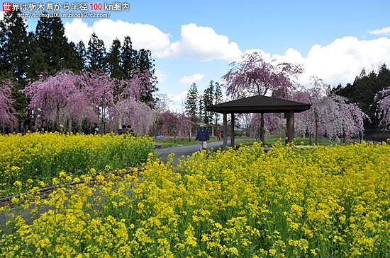 日光だいや川公園
