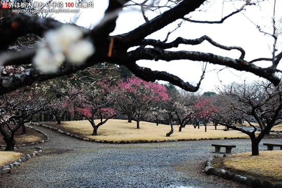井頭公園 梅 - 栃木県真岡市下籠谷99番地