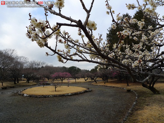 井頭公園 梅 - 栃木県真岡市下籠谷99番地