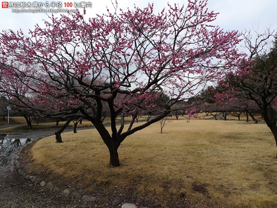 井頭公園 梅 - 栃木県真岡市下籠谷99番地