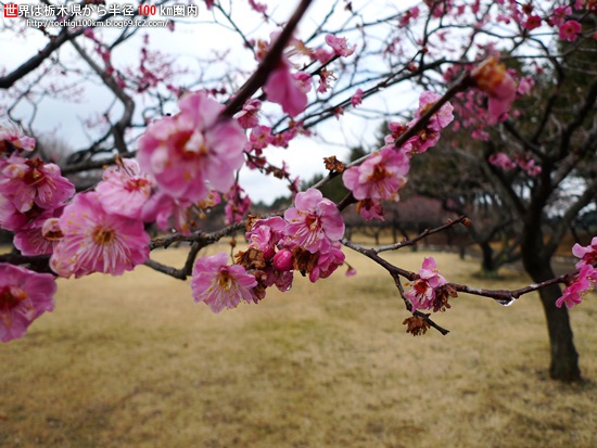 井頭公園 梅 - 栃木県真岡市下籠谷99番地