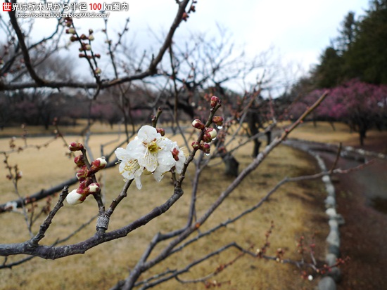 井頭公園 梅 - 栃木県真岡市下籠谷99番地