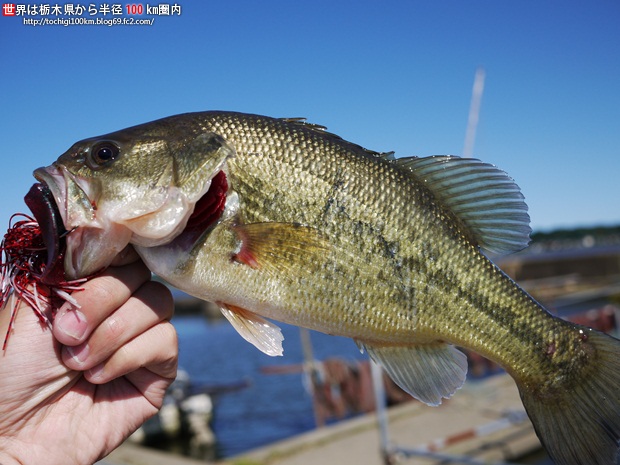 ブラックバス釣り in 北浦 2010