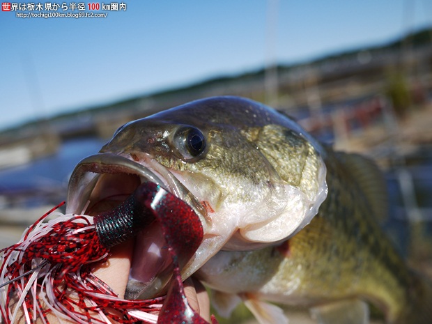 ブラックバス釣り in 北浦 2010