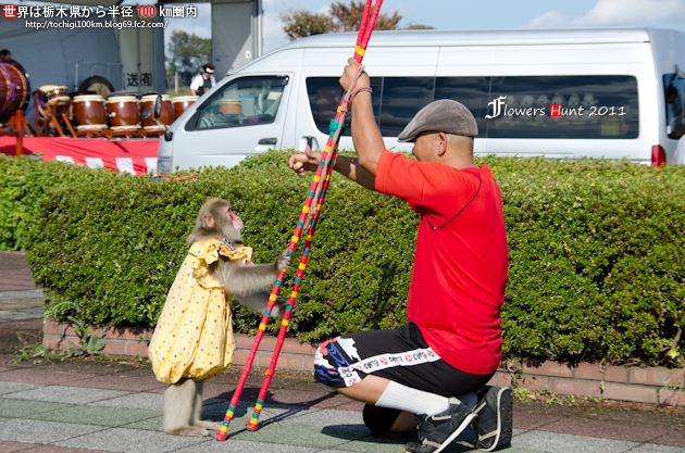 コスモス 鬼怒グリーンパーク