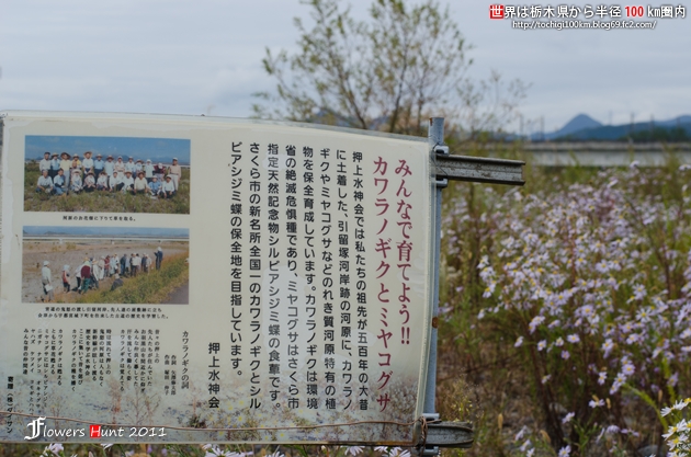 カワラノギク さくら市押上地区