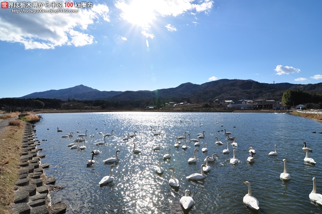 茨城県桜川市 白鳥