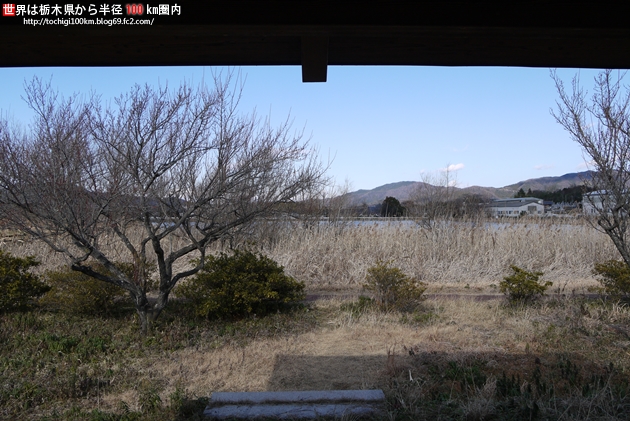茨城県桜川市 白鳥
