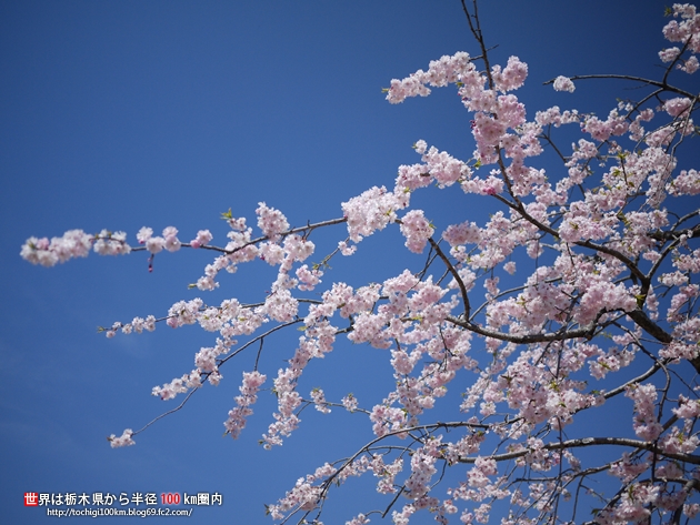 2011 桜 蓼沼親水公園