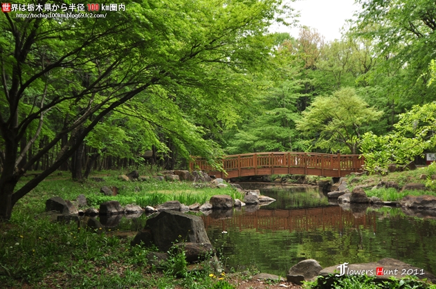 2011 天平の丘公園 ツツジ
