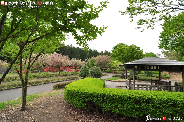2011 天平の丘公園 ツツジ