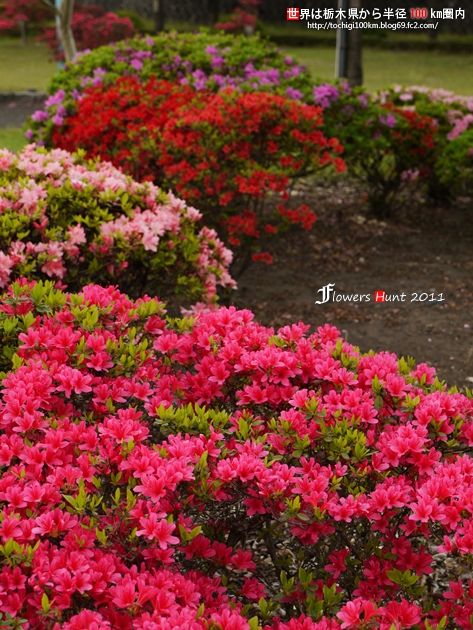 2011 天平の丘公園 ツツジ