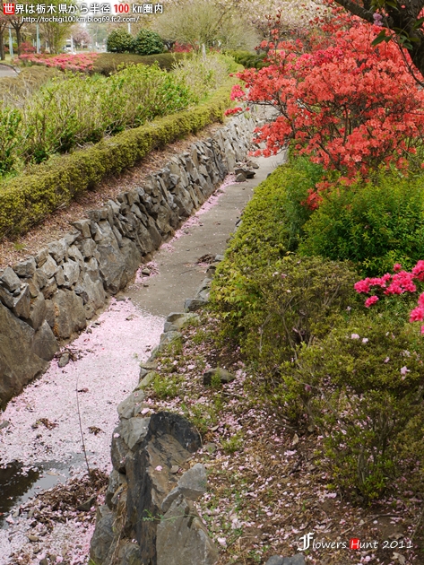 2011 天平の丘公園 ツツジ