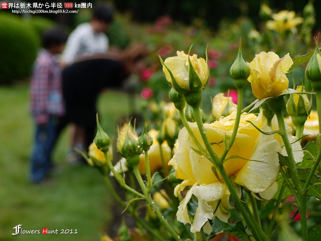 薔薇 ~ フラワーハント in 井頭公園 2011