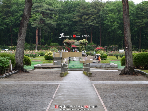 薔薇 ~ フラワーハント in 井頭公園 2011