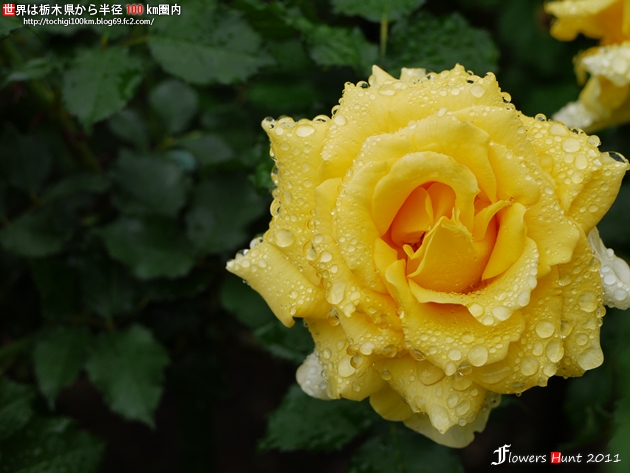 薔薇 ~ フラワーハント in 井頭公園 2011