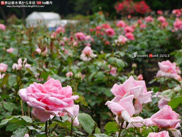 薔薇 ~ フラワーハント in 井頭公園 2011