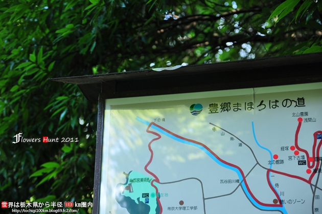 豊郷まほろばの道 - キバナコスモス