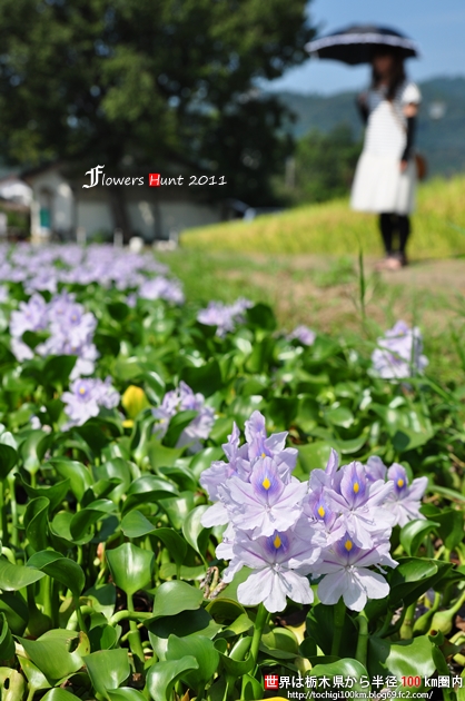 ホテイアオイ 栃木市大平町川連223