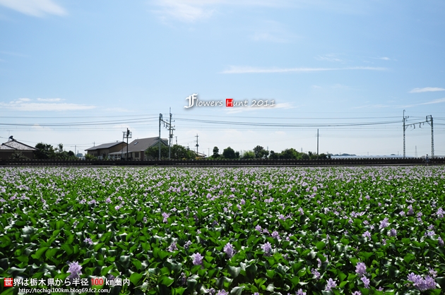 ホテイアオイ 栃木市大平町川連223
