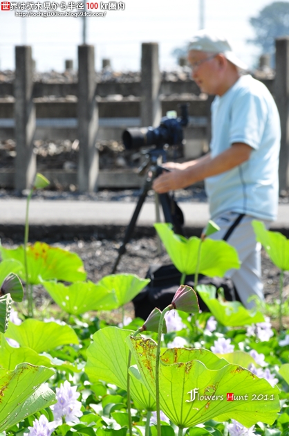 ホテイアオイ 栃木市大平町川連223