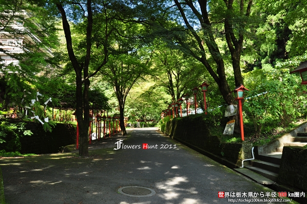 出流山満願寺 シュウカイドウ