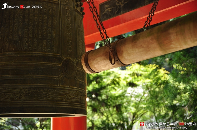 出流山満願寺 シュウカイドウ