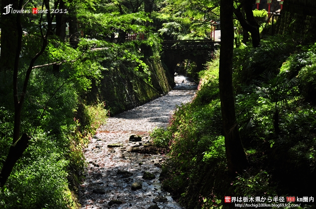 出流山満願寺 シュウカイドウ