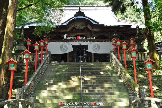 出流山満願寺 シュウカイドウ