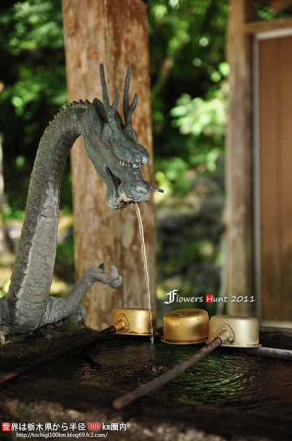 出流山満願寺 シュウカイドウ