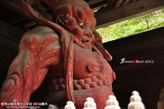 出流山満願寺 シュウカイドウ