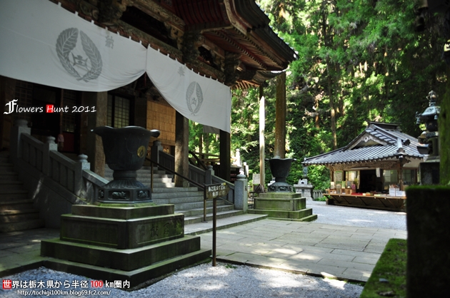 出流山満願寺 シュウカイドウ