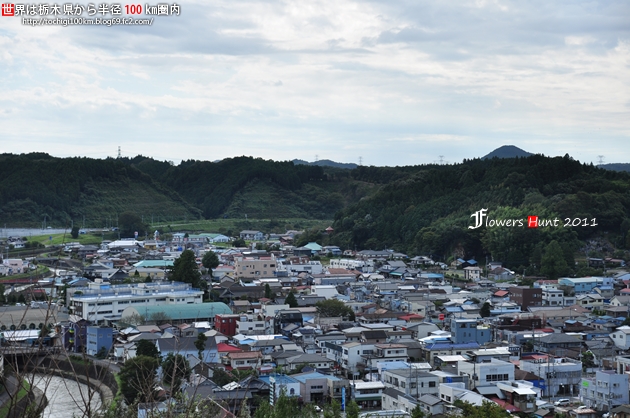 茂木町 城山公園の彼岸花