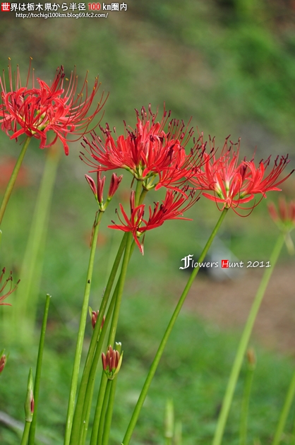 茂木町 城山公園の彼岸花