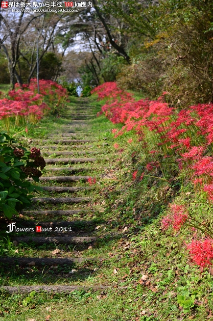 大平崎公園 彼岸花