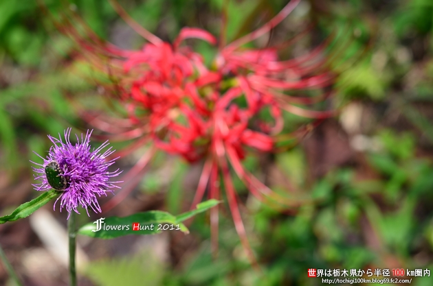 大平崎公園 彼岸花