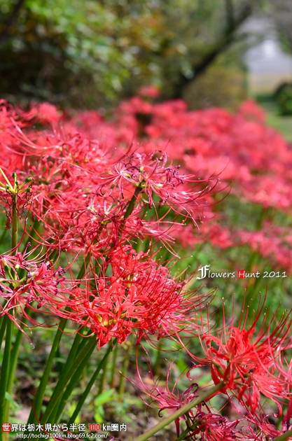 大平崎公園 彼岸花