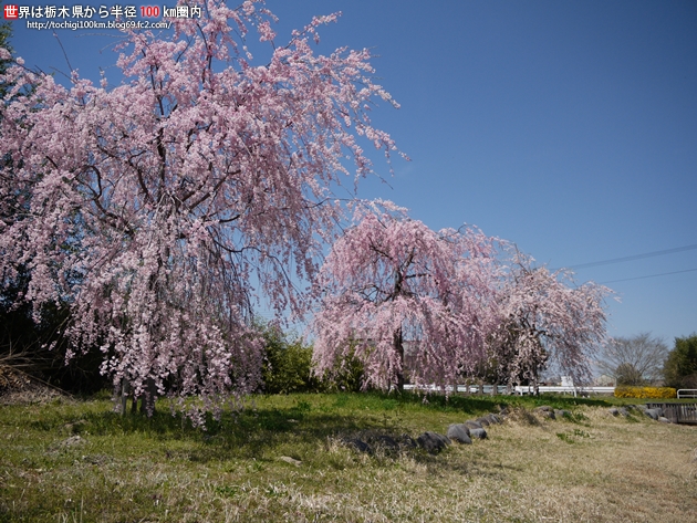 2011 桜 蓼沼親水公園