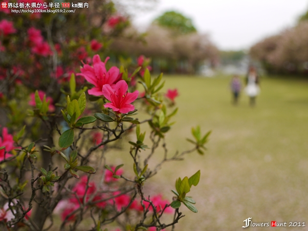 2011 天平の丘公園 ツツジ